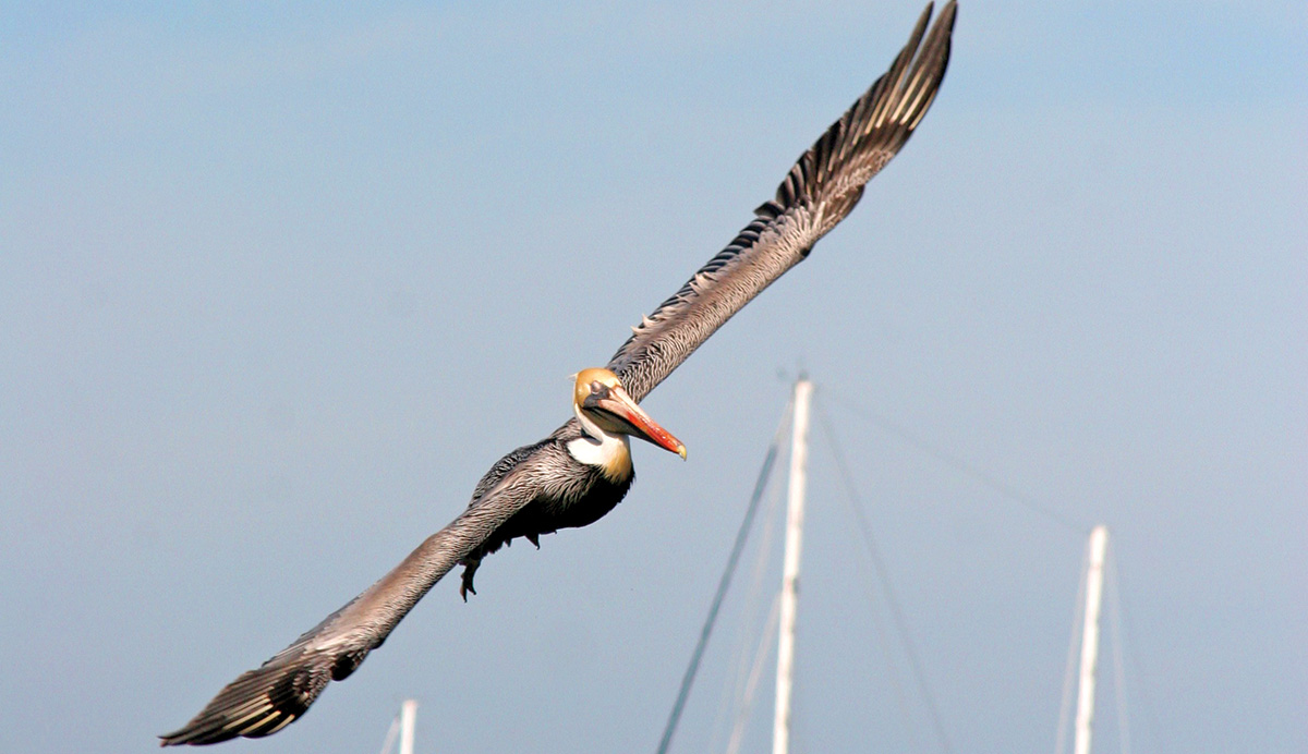 Pelican in Flight.jpg